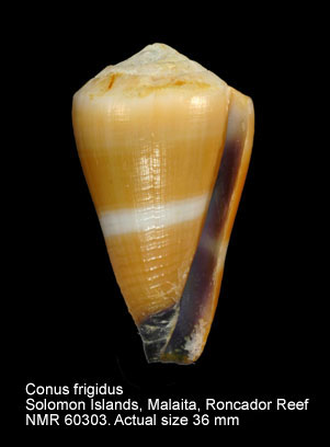 Conus frigidus.jpg - Conus frigidusReeve,1848